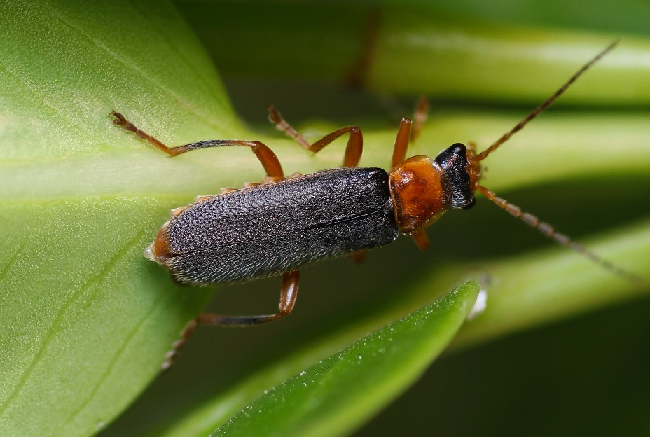 Cantharidae:  Cantharis flavilabris